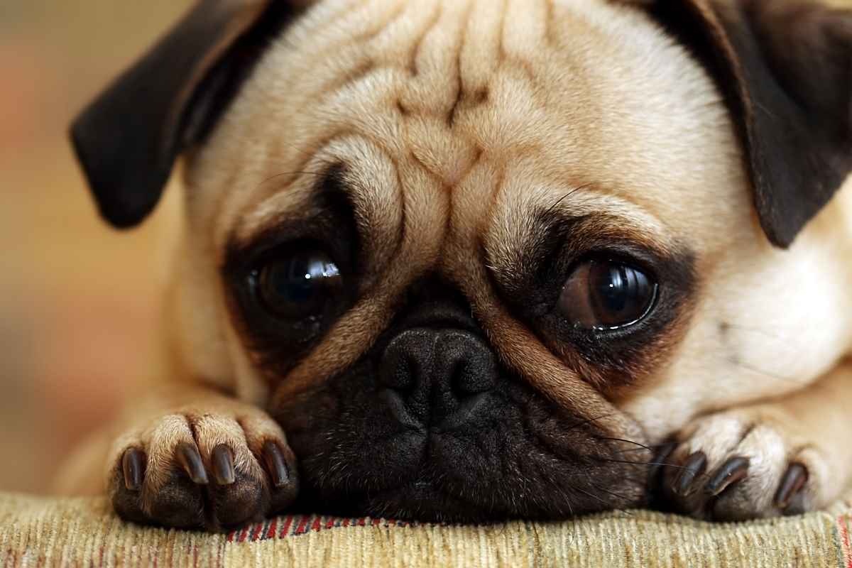 Messe Du & das Tier – Einhaltung des Tierschutzgesetzes gefordert