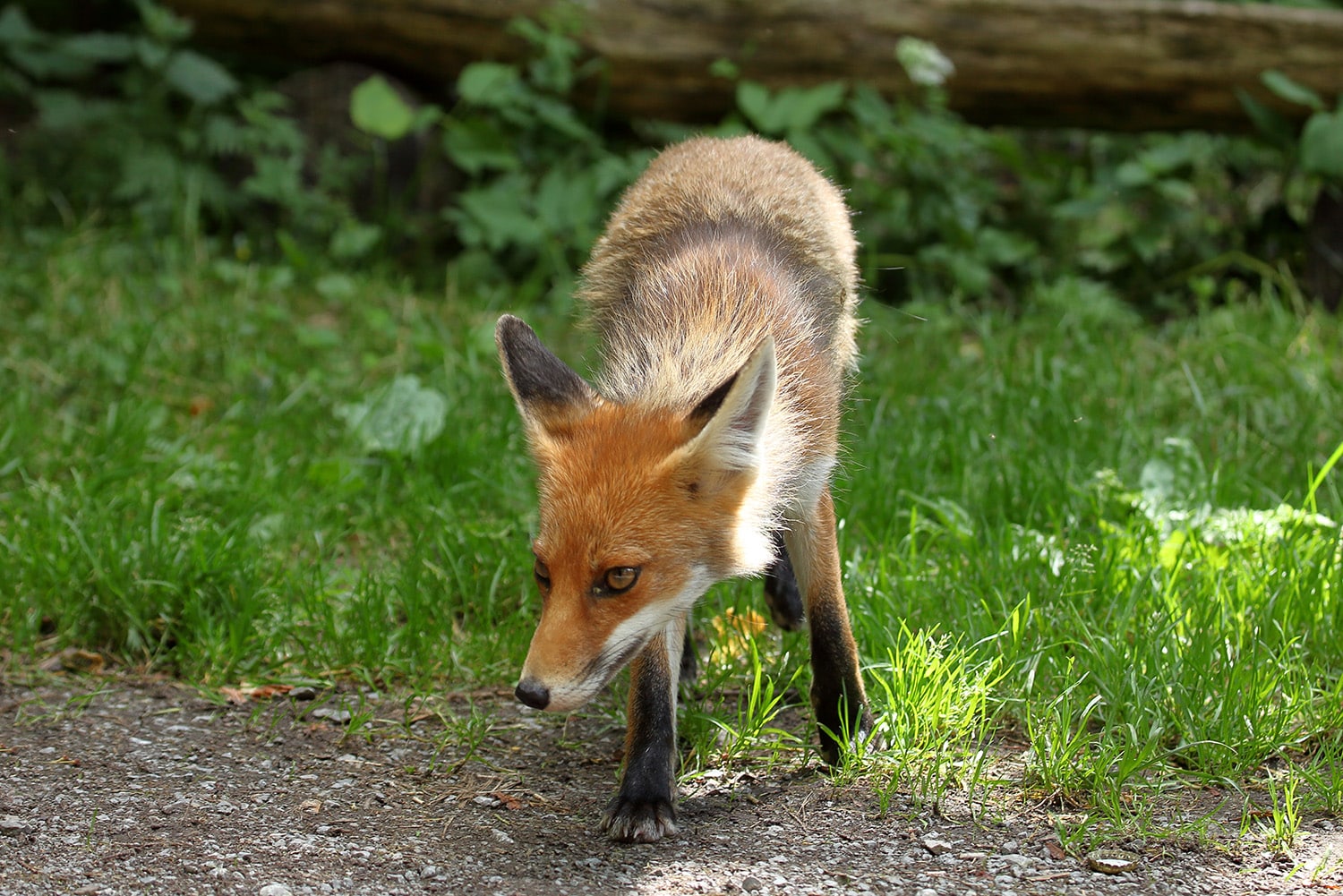 Fuchsbandwurm: Was Sie über den Parasiten wissen sollten