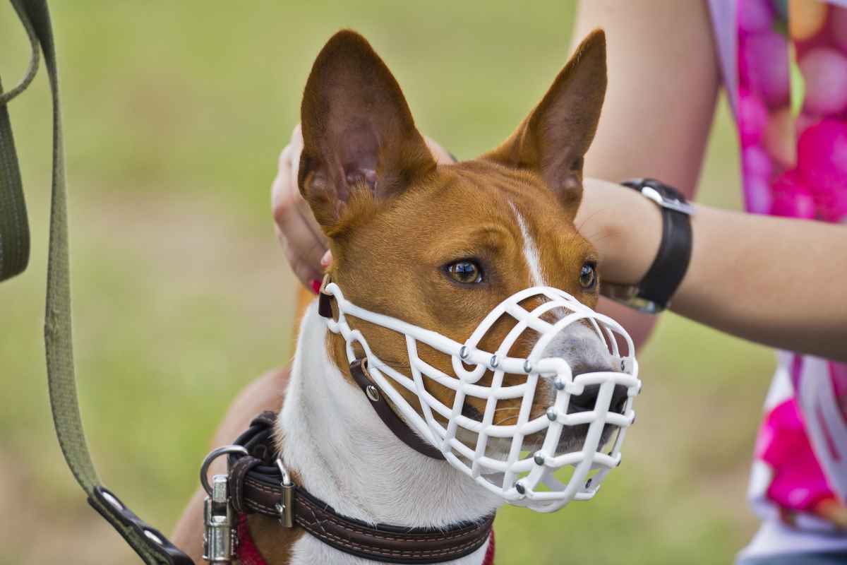 Reh von nicht angeleintem Hund gebissen
