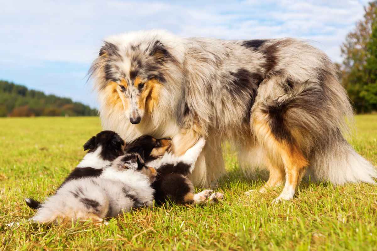 Hunde immer für Schäden in Millionenhöhe absichern