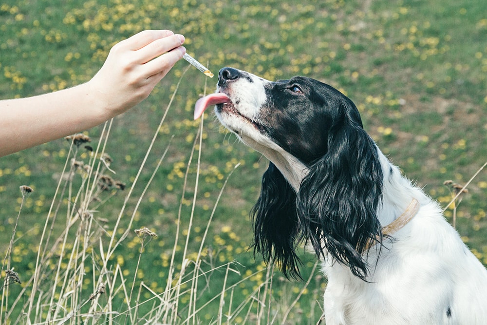 Ängste bei Hunden abbauen: Tipps für Hundehalter