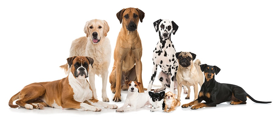 Welcher Hund passt zu mir: Hundekauf ohne Reue