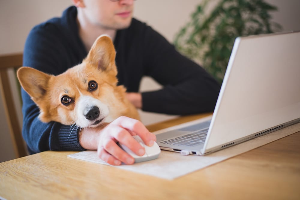 Warum SEO auch für Hobby-Homepages von Tierhaltern wichtig ist