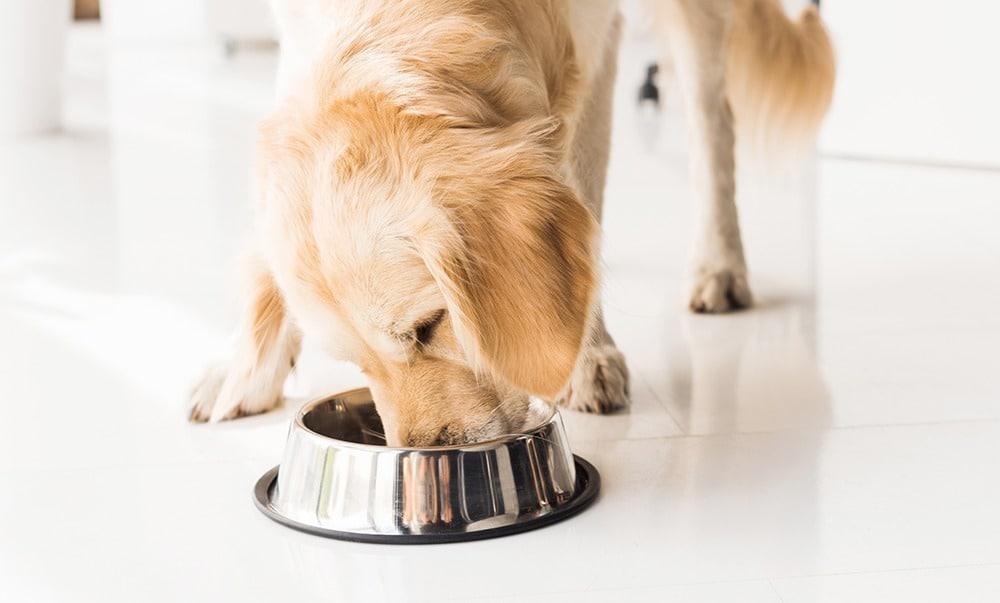 Sparen beim Hundefutter