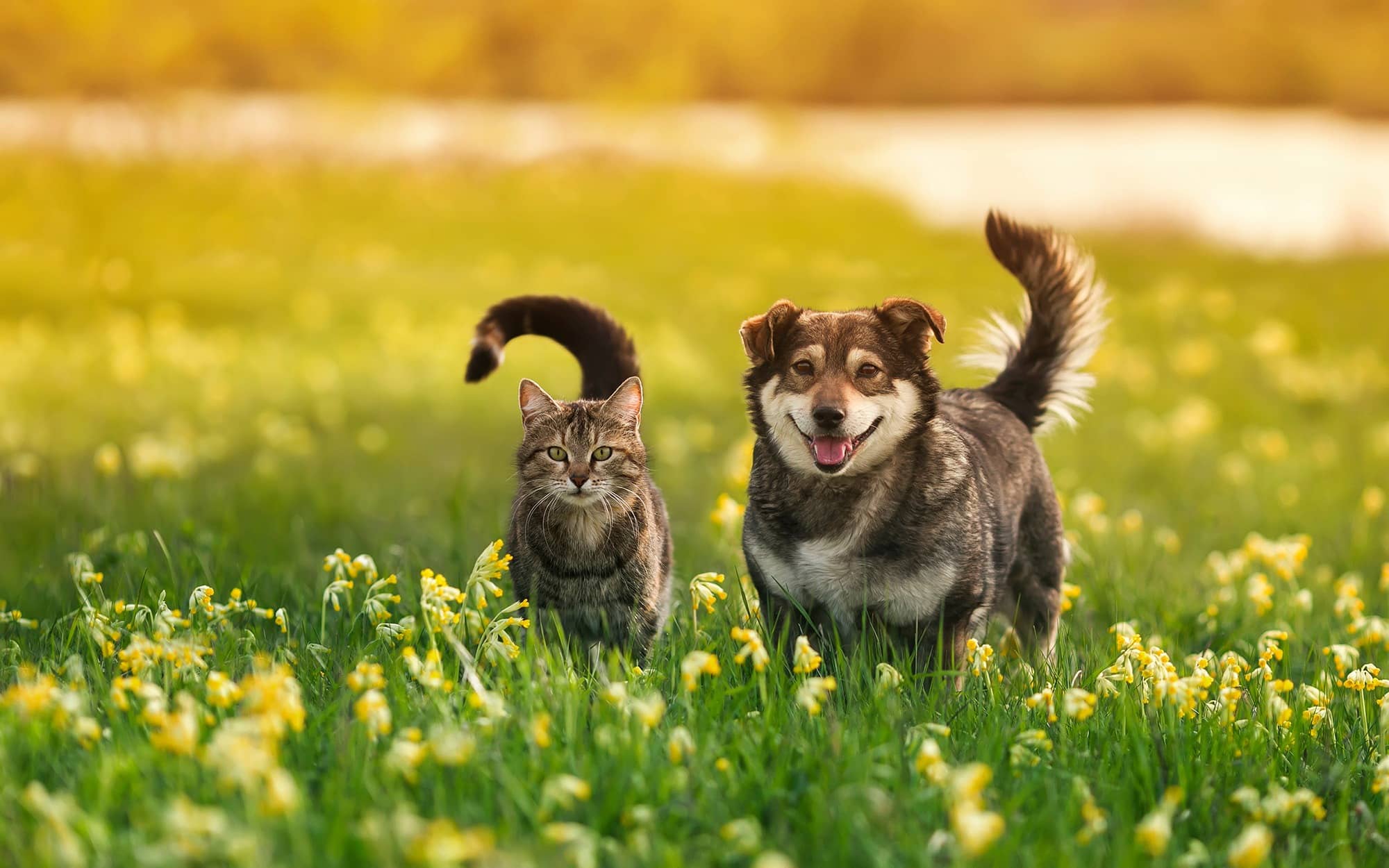 Heimtierstudie: Unsere Haustiere werden immer älter
