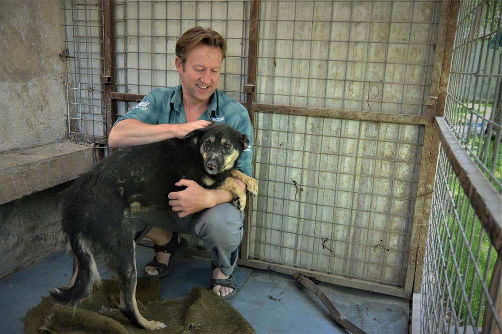 Eine Moderne Arche Noah? Die Rettung der Hunde aus Kabul, Afghanistan