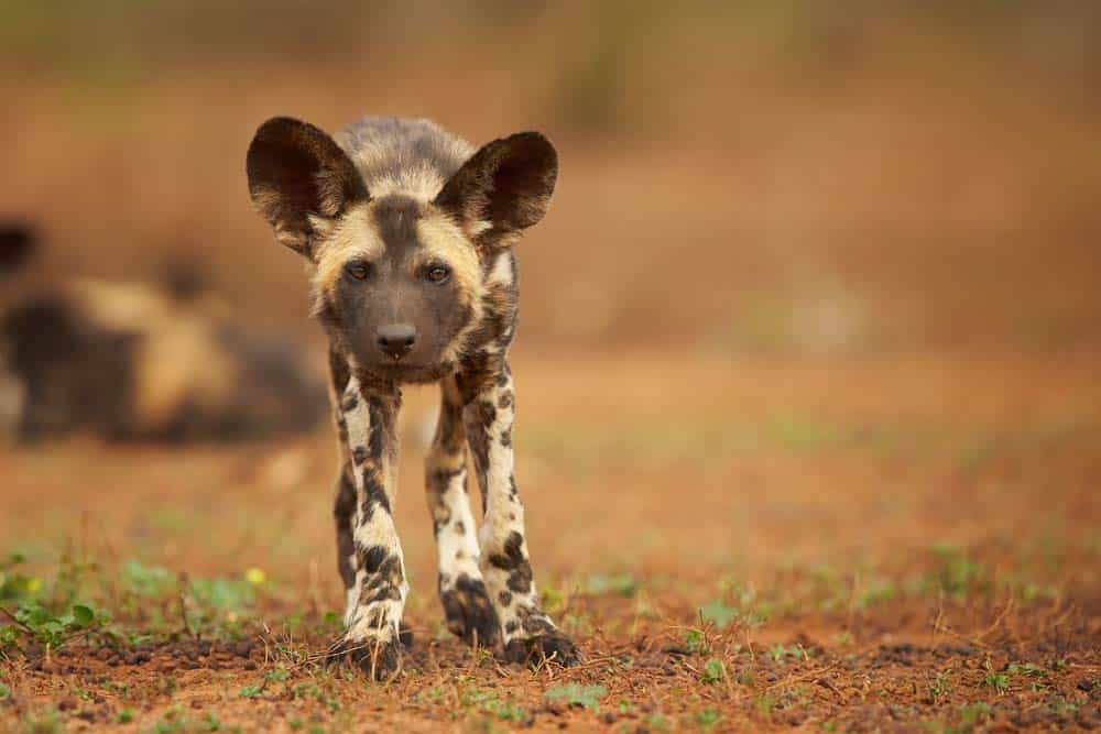 Afrikanische Wildhunde: Zu Gast in Botswana