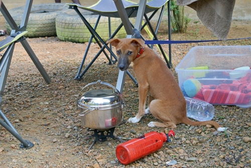 Abenteuer Afrika – Auf den Hund gekommen …