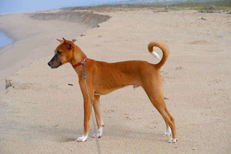 Abenteuer Afrika – Auf zu neuen Erlebnissen mit Kind und Hund