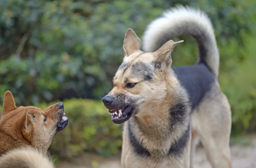 Aggression im Hundealltag