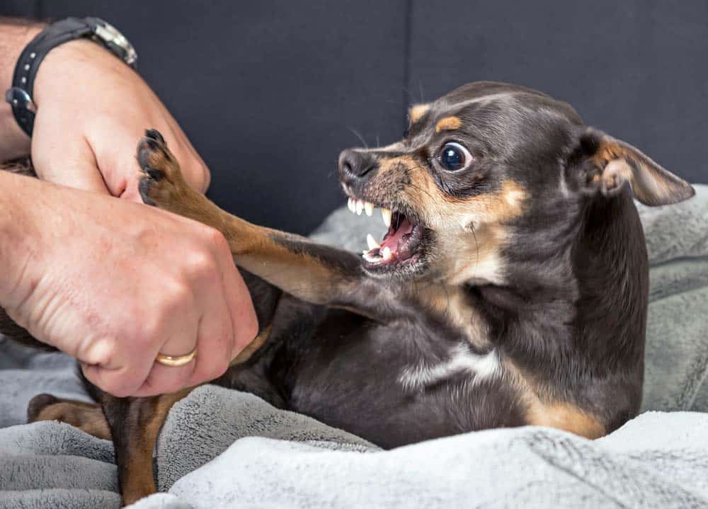 Aggression und ihre Vorzeichen