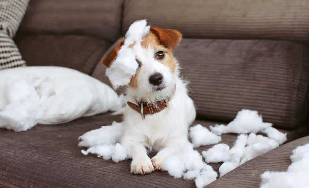 Hund Allein zu Hause? Allein bleiben ohne Jammer und Trübsal