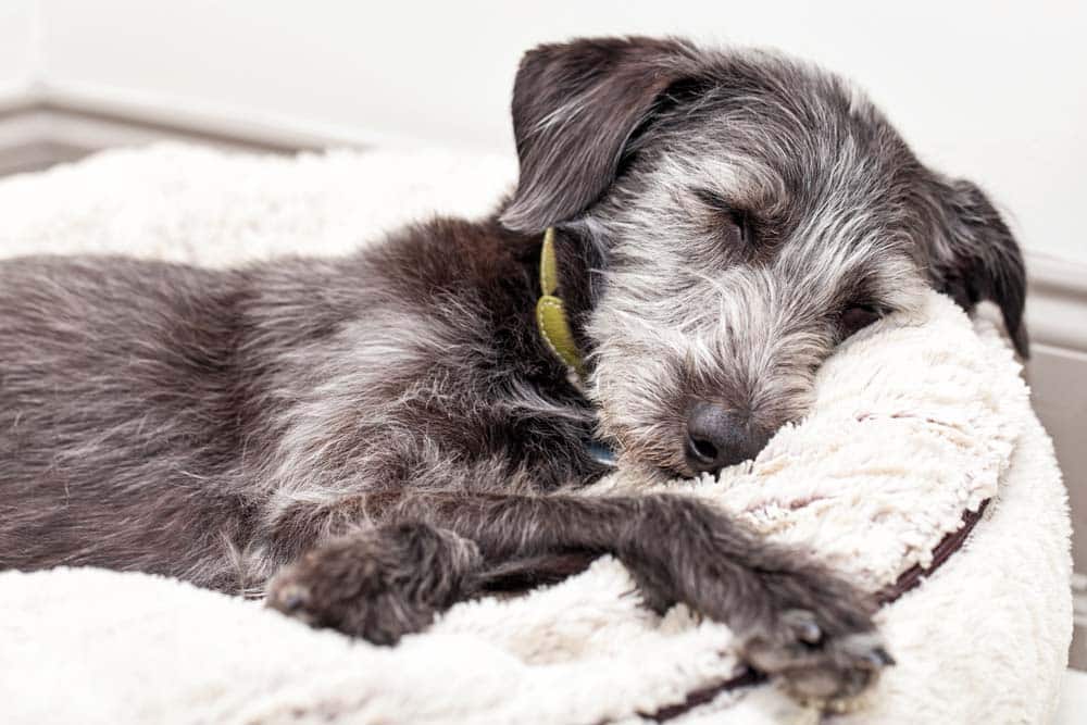 Hund allein zu Hause …