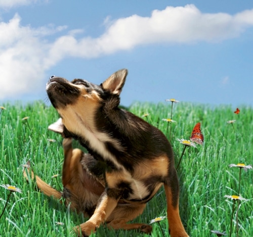 Ernährung: Futterallergien bei Hunden