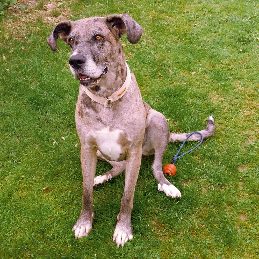 Nicht jeder Hund passt zu jedem Menschen – Wenn Liebe nicht reicht …