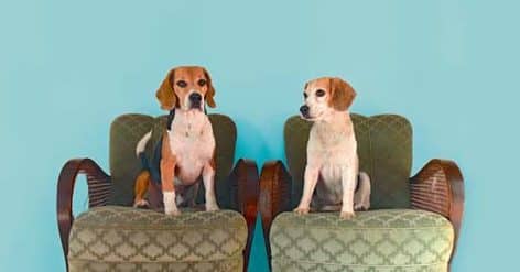Alltagsgeschichten: Aus dem Leben mit einem Beagle