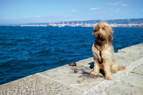 Alpe-Adria-Trail mit Hund – Erlebnisreise