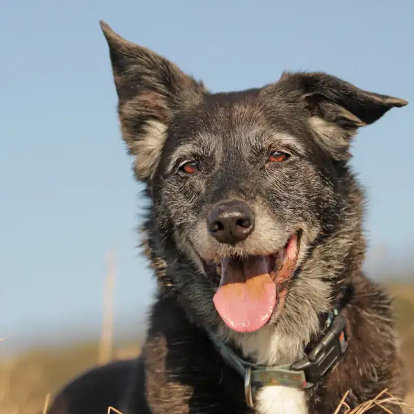 So bleibt Ihr Hund im Alter fit und glücklich