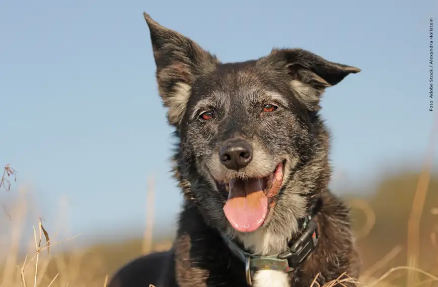 So bleibt Ihr Hund im Alter fit und glücklich