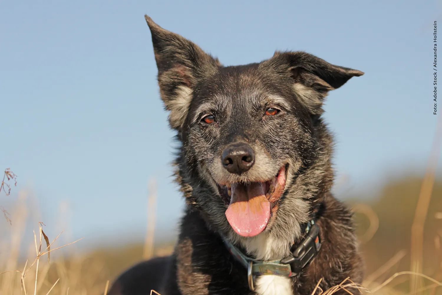 So bleibt Ihr Hund im Alter fit und glücklich