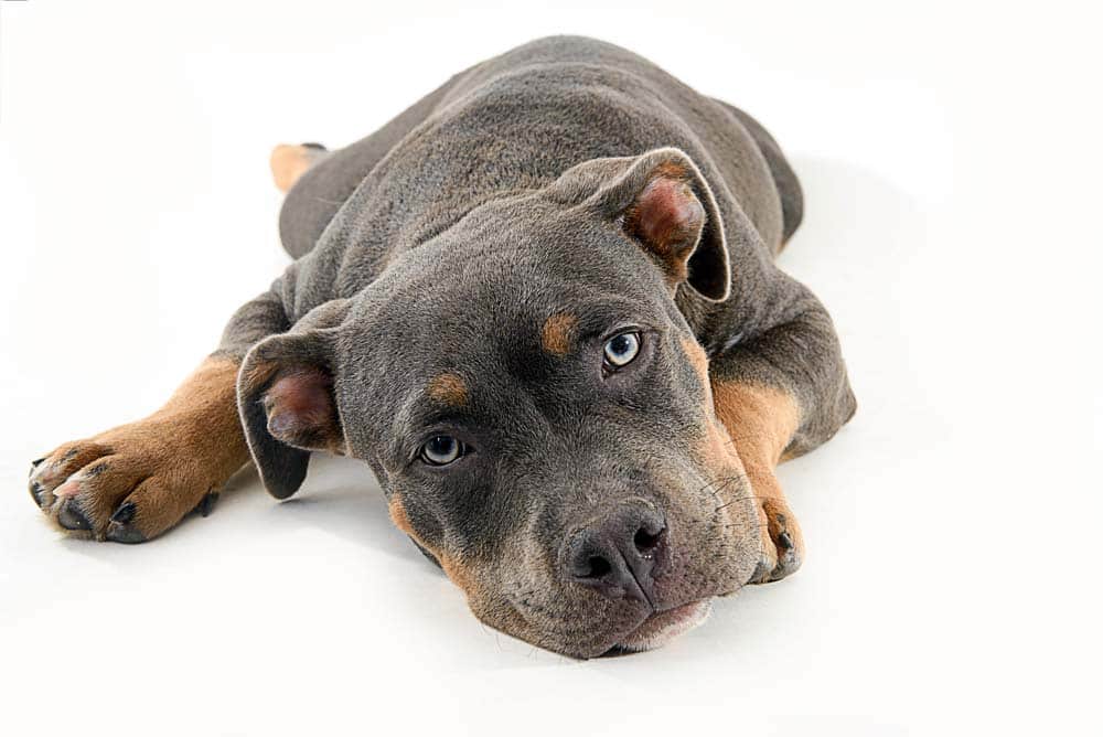 American Bully – Kraftprotz mit weichem Herz