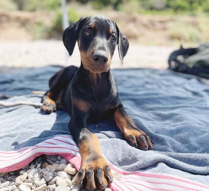 Welpenzeit: Jeder Hund ist anders