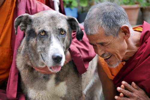 Abenteuer – mit Hund im Truck durch Asien