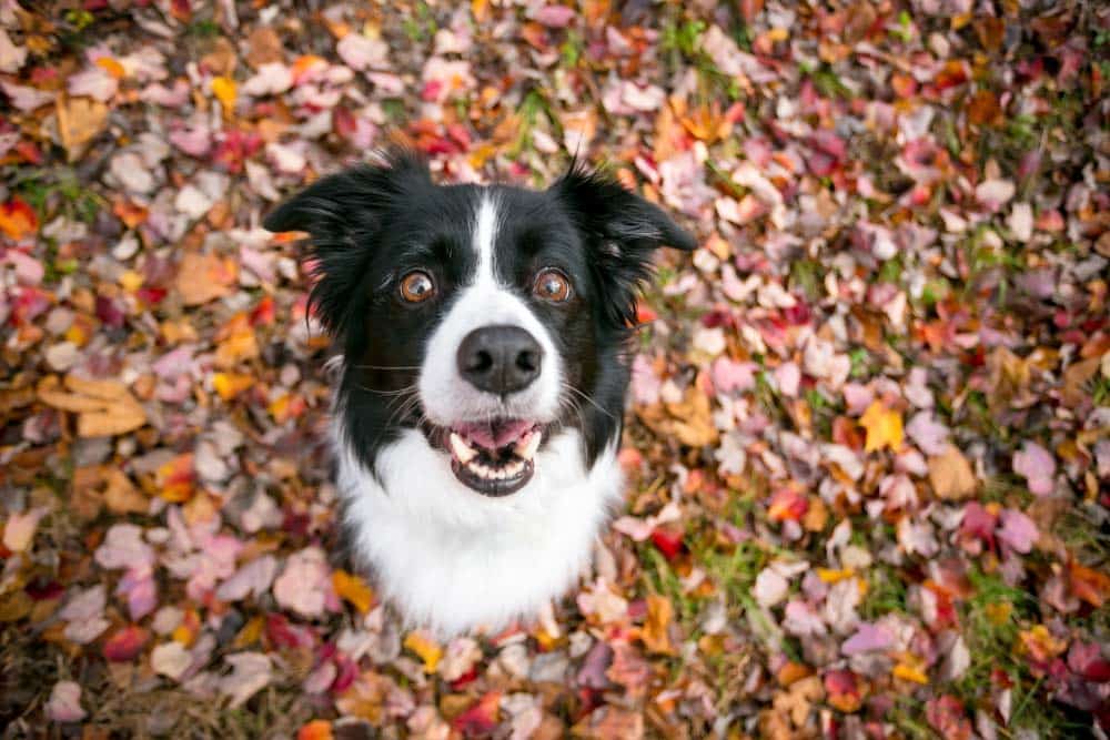 Der aufgeregte Hund: Ein Tanz auf dem Vulkan