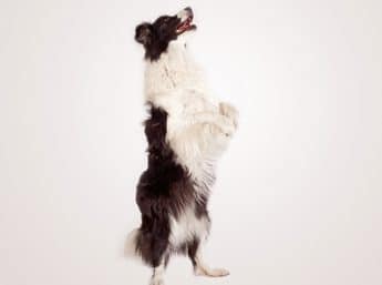 WISSEN: Aufmerksamkeit des Hundes im ­Vergleich zum Menschen