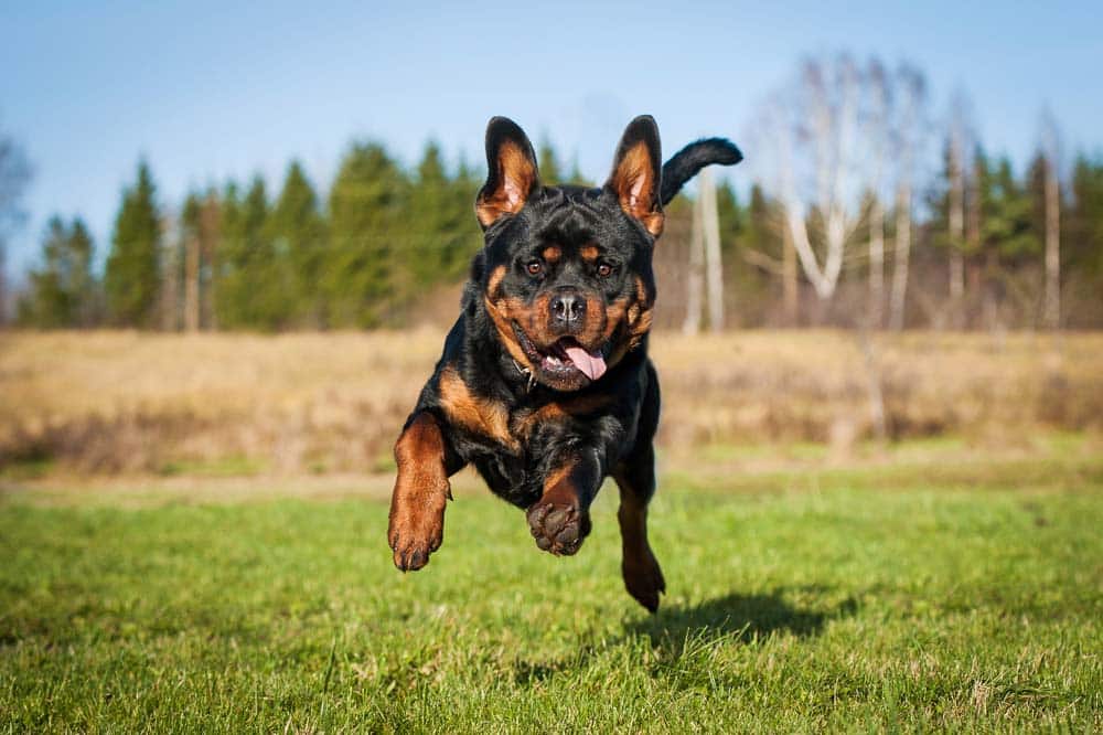 Ausdrucksverhalten beim Hund