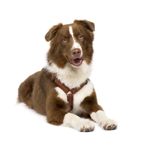 Australian Shepherd: Schäferhund im Clownskostüm