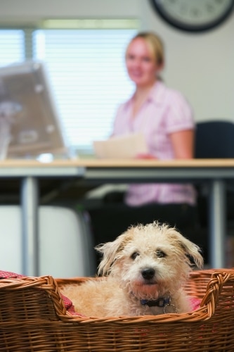 Bürohunde – Hundebüro