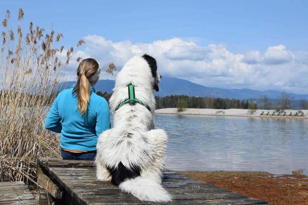 BAT – Behavior Adjustment Training: Für reaktive Hunde mit Angst, Aggression und Frustration