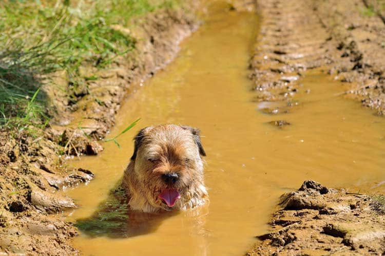 Bakterien im Hund – Was der Darm mit Stress und Verhaltensstörungen zu tun hat. Teil 3
