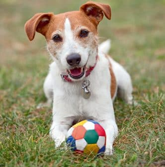 Der Balljunkie – spielt er noch, oder süchtelt er schon?