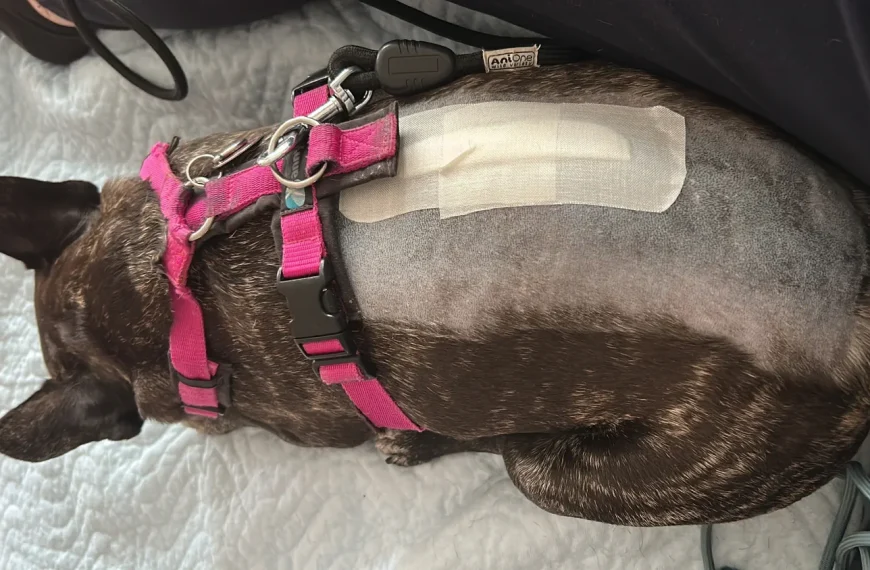 Der Bandscheibenvorfall beim Hund