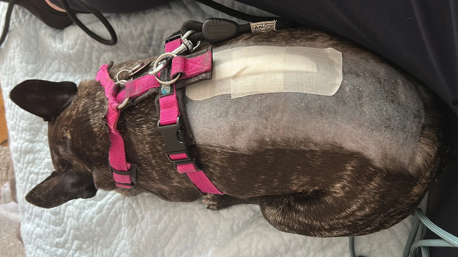 Der Bandscheibenvorfall beim Hund