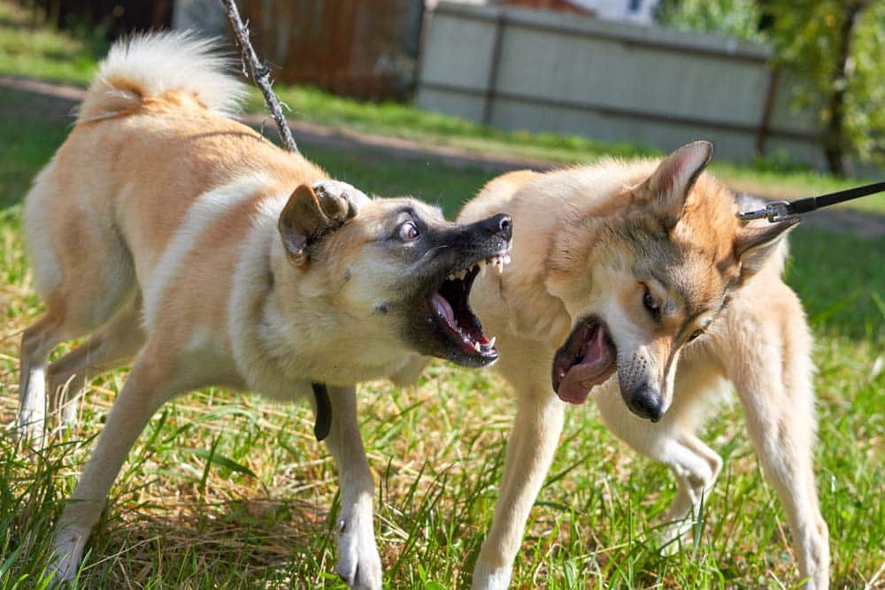 Hunde erziehen: Ein Ende des Scheiterns?