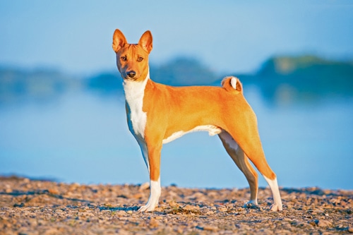 Der Basenji – – ein anspruchsvoller Hund
