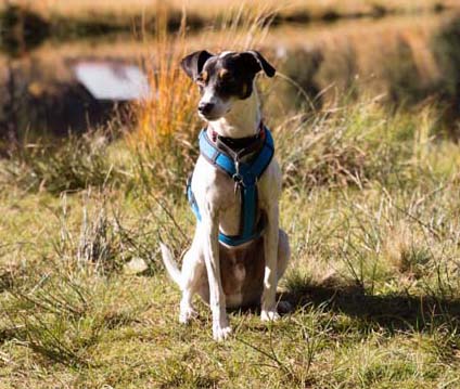 Bayerischer Wald: Lieblingsplätze mit Hund