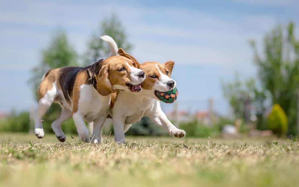 Der Beaglespielplatz e.V.