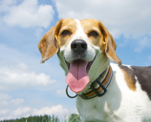 Der Beagle – Sympathieträger mit Schlappohren und großem Freiheitsdrang