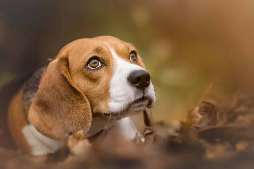 Der Beagle – Sympathieträger mit Schlappohren und großem Freiheitsdrang
