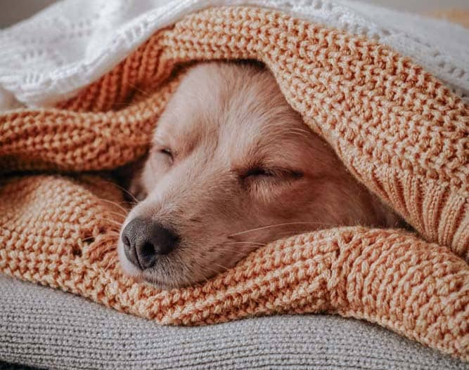 Bedürfnisse der Hunde erkennen: Die vier wichtigsten Bedürfnisse eines Hundes