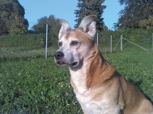 Tauber Hund, na und? – Neue Plattform für Hunde mit Behinderung