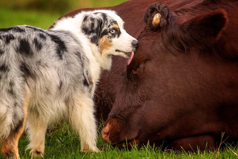 Beste Freunde: Australian Shepherd Ka’ena und der Ochse Happy