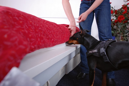 Bettwanzenspürhunde – Wenns kreucht und fleucht …