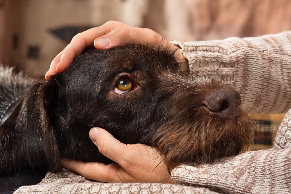 Artgerechte Umgebung für Hunde schaffen – Was ist wichtig?
