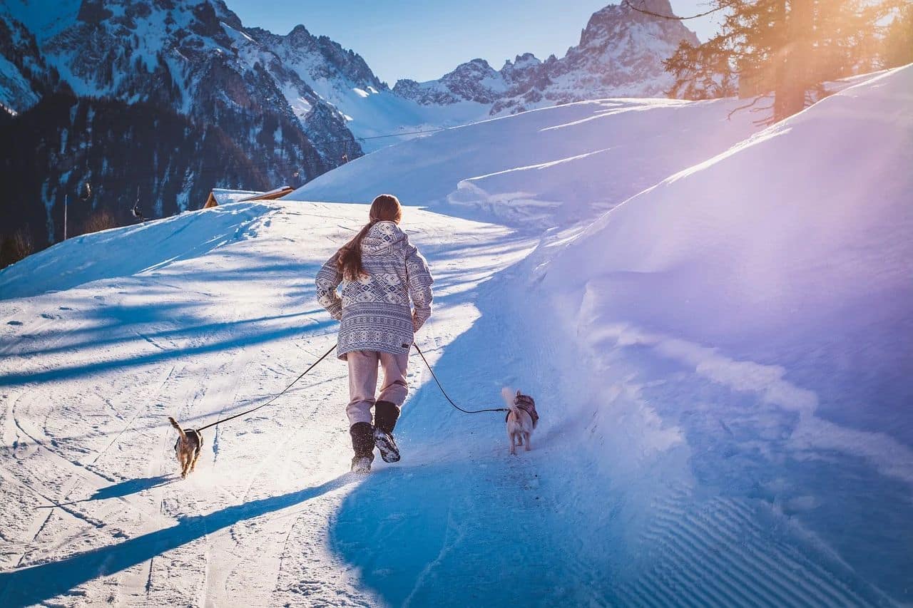 Urlaub mit mehreren Hunden: So klappt die gemeinsame Auszeit mit Vierbeinern