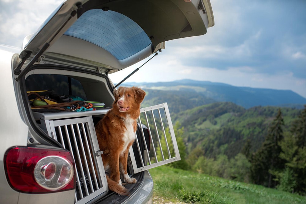 Ein Auto für den Hund: Gedanken zum Doggomobil